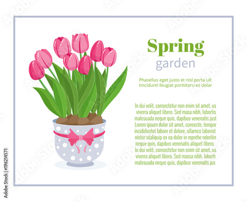 Spring garden. Flower brochure design backgrounds, vector templates of banners or business cards. Spring plant tulip in blue pot and frame vector illustration.