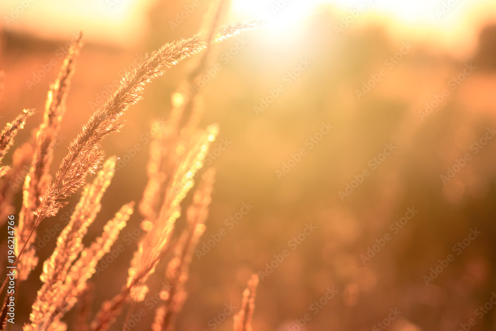 Fototapeta premium Golden evening on the meadow, rural summer backgrounds