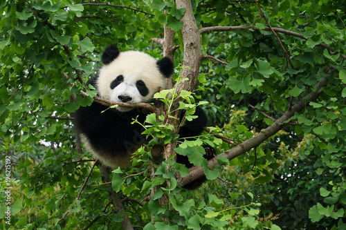 Fototapeta Naklejka Na Ścianę i Meble -  young panda in a tree 