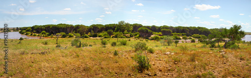 High resolution Tsavo east national park panorama with low bushes in foreground and doum palm trees behind river Galana in the back. Kenya photo