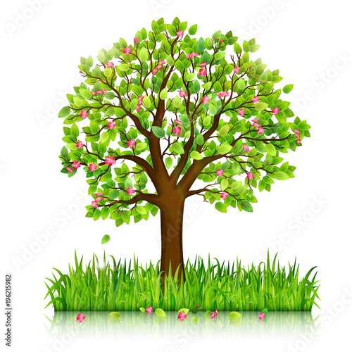Spring nature background with blooming tree and green grass vector