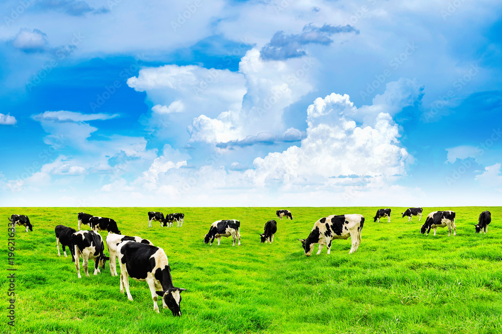 Cows on a green field and blue sky. Cows on a green field and blue sky.