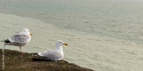 Seagulls on the cliff