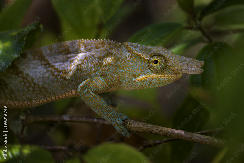 Chameleon - Furcifer bifidus, beautiful green chameleon endemic in Madagascar forests. Chameleon - Furcifer bifidus, beautiful green chameleon endemic in Madagascar forests.