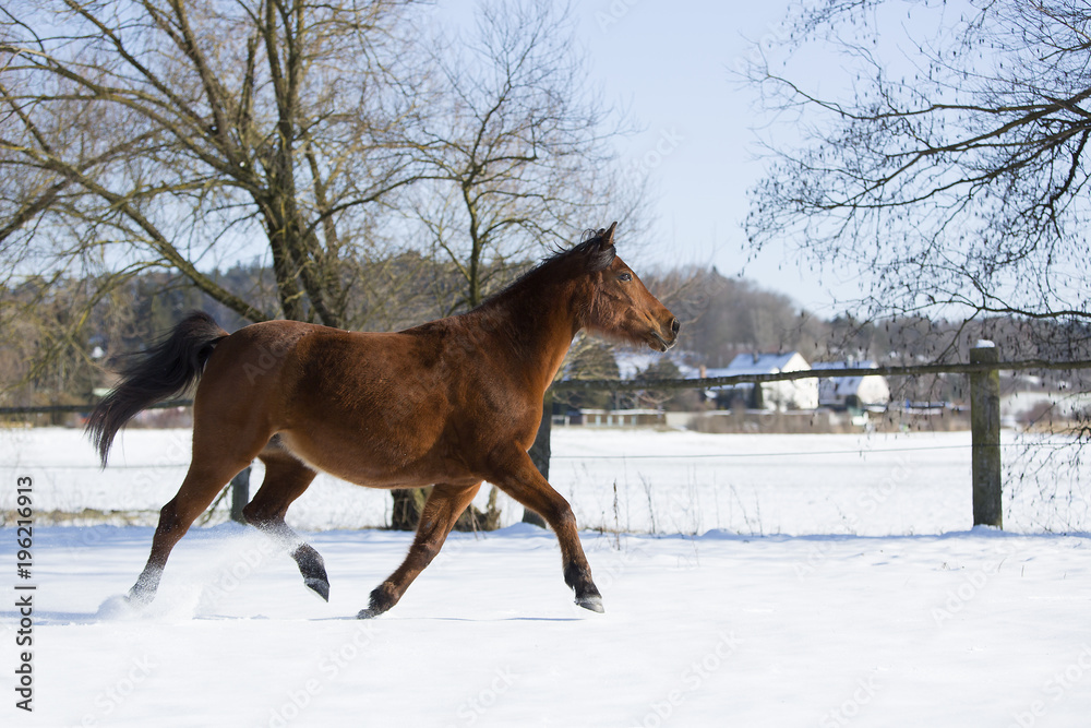 Beautiful brown mare running in winter Beautiful brown mare running in winter