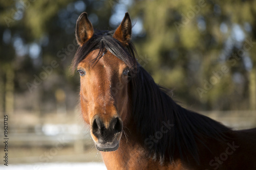 Portrait of a brown mare in winter