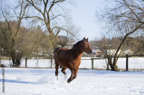 Beautiful brown mare running in winter
