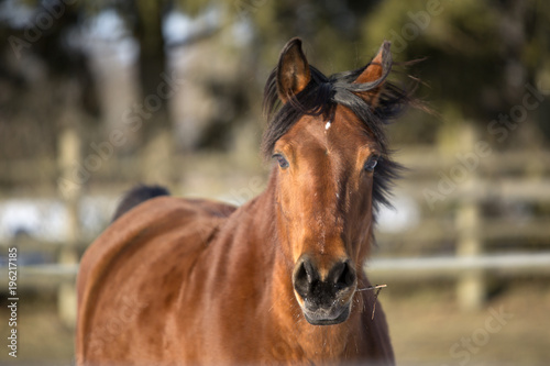 Beautiful brown mare running in winter