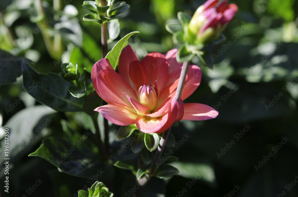 Fototapeta premium MacrosduJardin