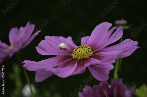 MacrosduJardin