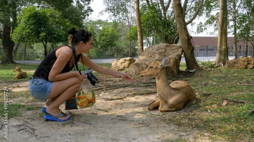 Woman feeds deer in the Khao Kheow Open Zoo. Thailand. photo