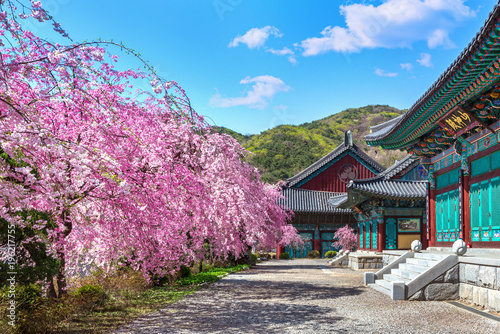 Canvas Print Cherry blossom in spring, South Korea.