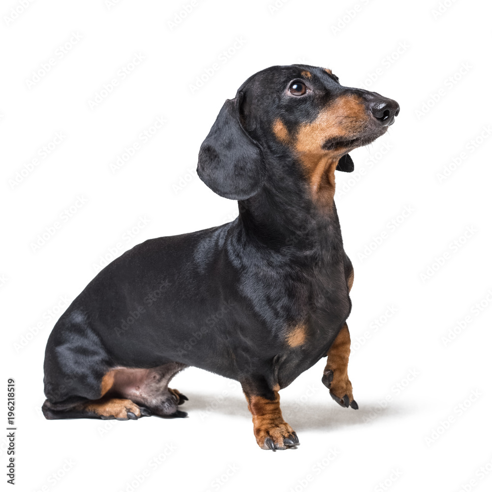 cute dog Dachshund breed, black and tan, standing with his paw up and looking up, isolated on white background