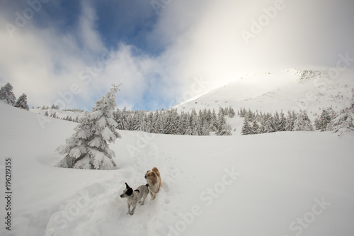 Friendly rural dog are escorted into the storm and fog of climbers tourists in the Carpathians.It's not the first time these dogs go hiking. 