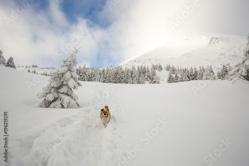 Friendly rural dog are escorted into the storm and fog of climbers tourists in the Carpathians.It's not the first time these dogs go hiking. 