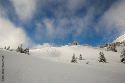 Fototapeta Naklejka Na Ścianę i Meble -  Sunny weather in the mountains of the Carpathians. Blue sky. Pines around, snowy frosty winter.