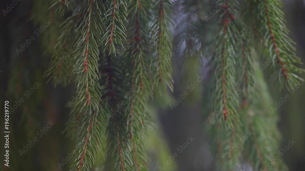 Fir tree forest Fir tree forest