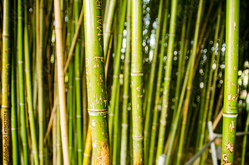 Bamboo forest in Vienna botanic garden