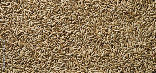 Texture of ripe dry rye grains. photo
