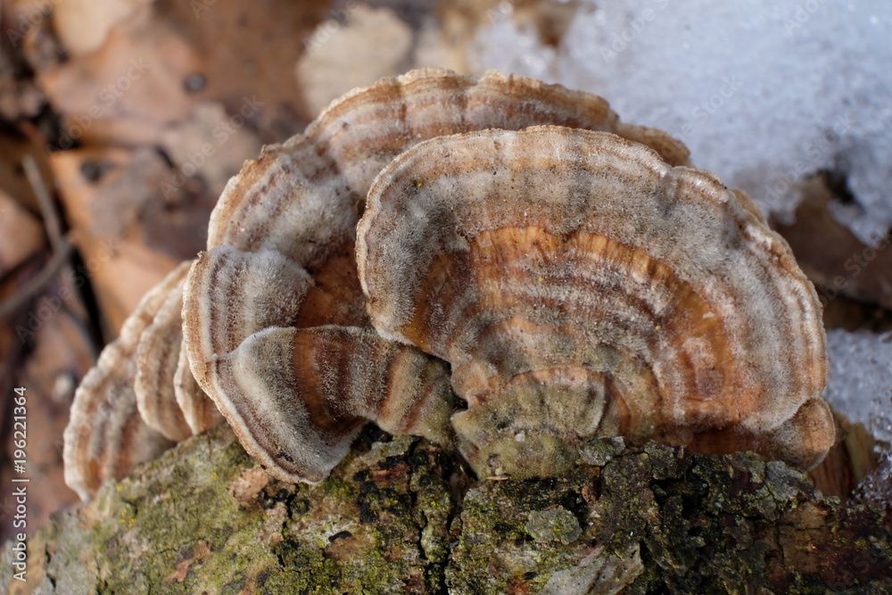 Grzyb Wrośniak różnobarwny Trametes versicolor Grzyb Wrośniak różnobarwny Trametes versicolor