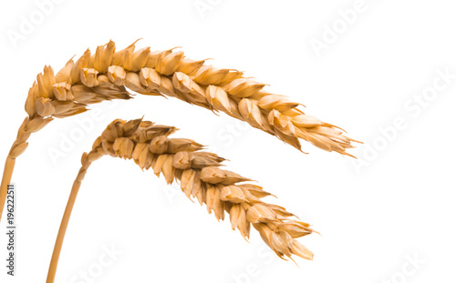 wheat spike isolated
