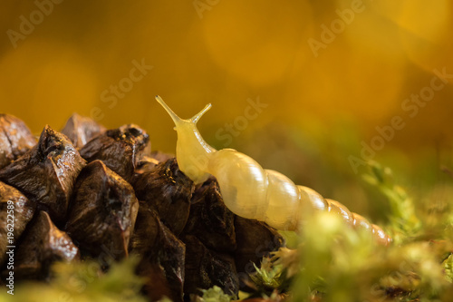 Snail on the cone