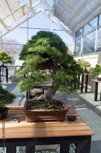 Elegant bonsai tree in a wooden box closeup. Japanese traditional art form.