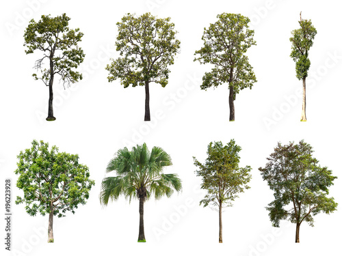 Isolated collection of trees on white background