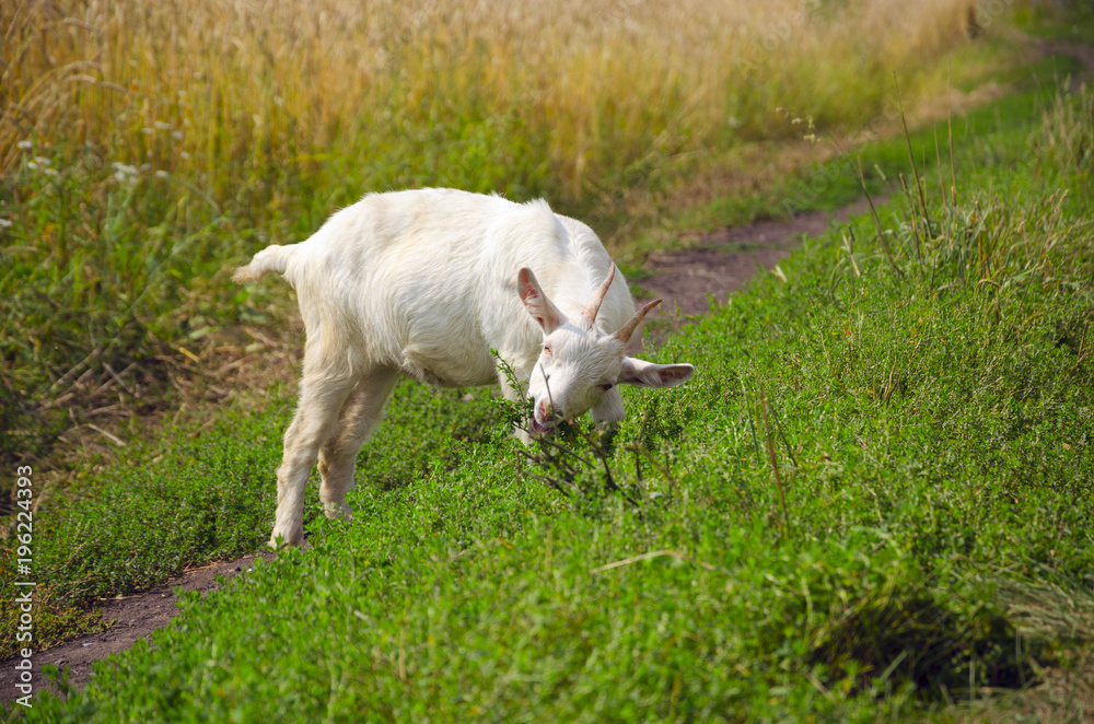 Young white goat grazing on the meadow and eating fresh green grass.Beautiful countryside scene.Sunny summer landscape. Young white goat grazing on the meadow and eating fresh green grass.Beautiful countryside scene.Sunny summer landscape.