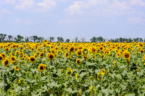 Landscape with yellow field of blooming sunflowers on summer day