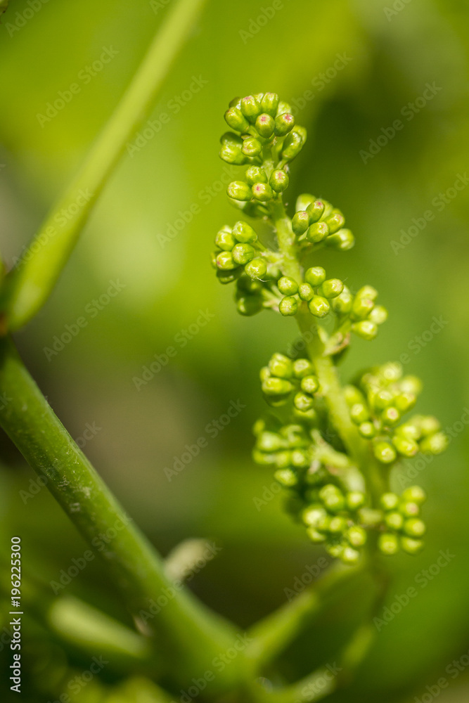 Vignoble alsacien et jeune grappe de raisin blanc Vignoble alsacien et jeune grappe de raisin blanc