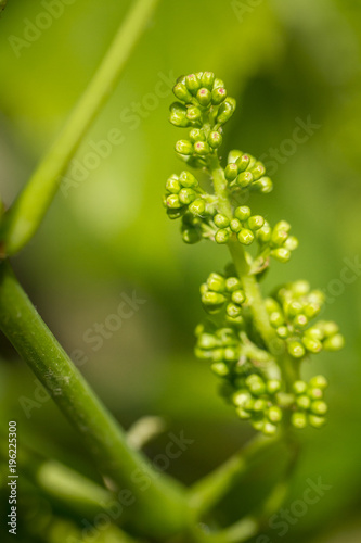 Vignoble alsacien et jeune grappe de raisin blanc