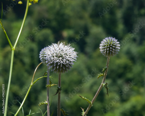 Blossom of Great globe-thistle or Echinops sphaerocephalus close-up  selective focus  shallow DOF