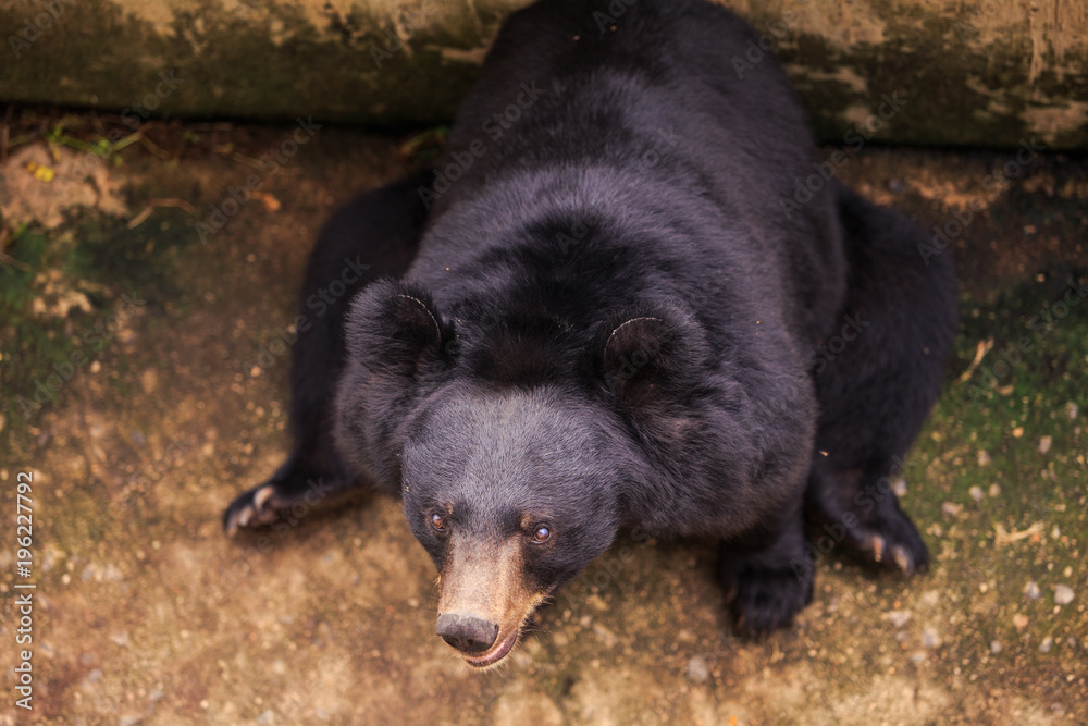 Closeup Upper View Black Bear Head in Zoo Closeup Upper View Black Bear Head in Zoo