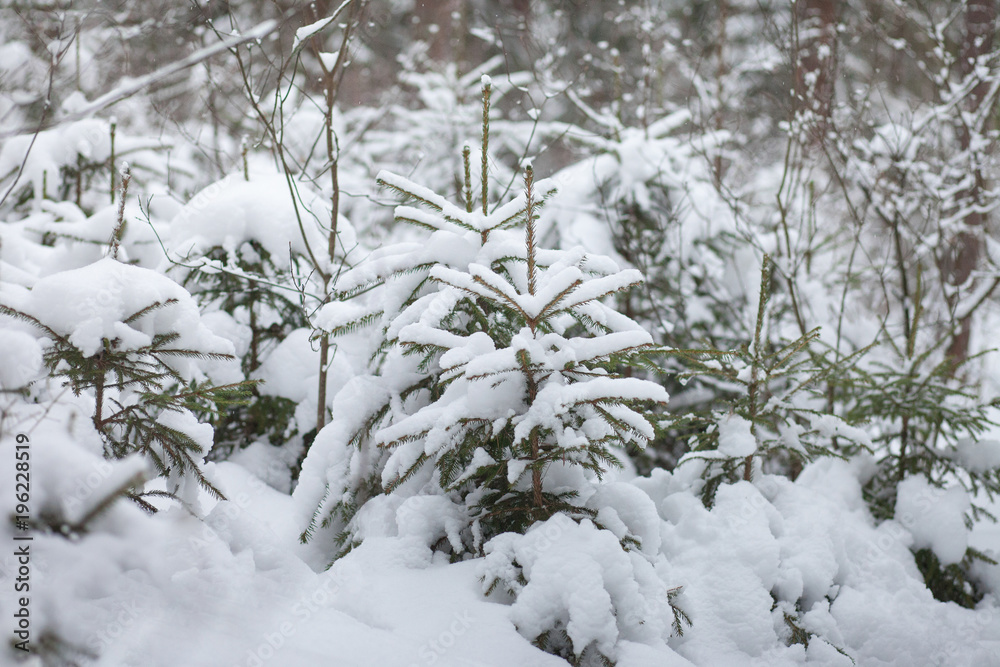 young fir in the snow