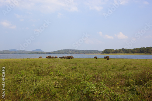 sri lankan wild elephants at minnerya photo