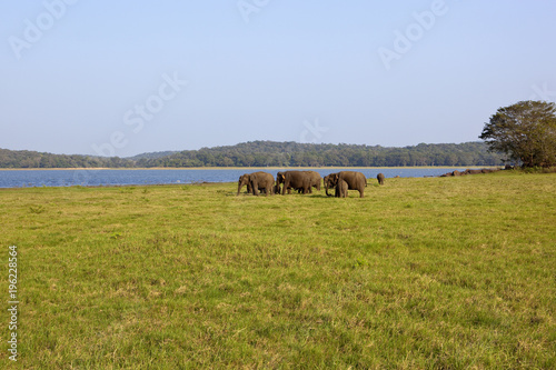 sri lankan elephant family photo