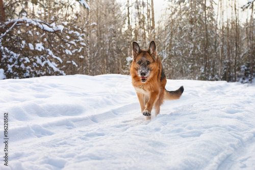 cheerful German Shepherd dog runs along the forest road