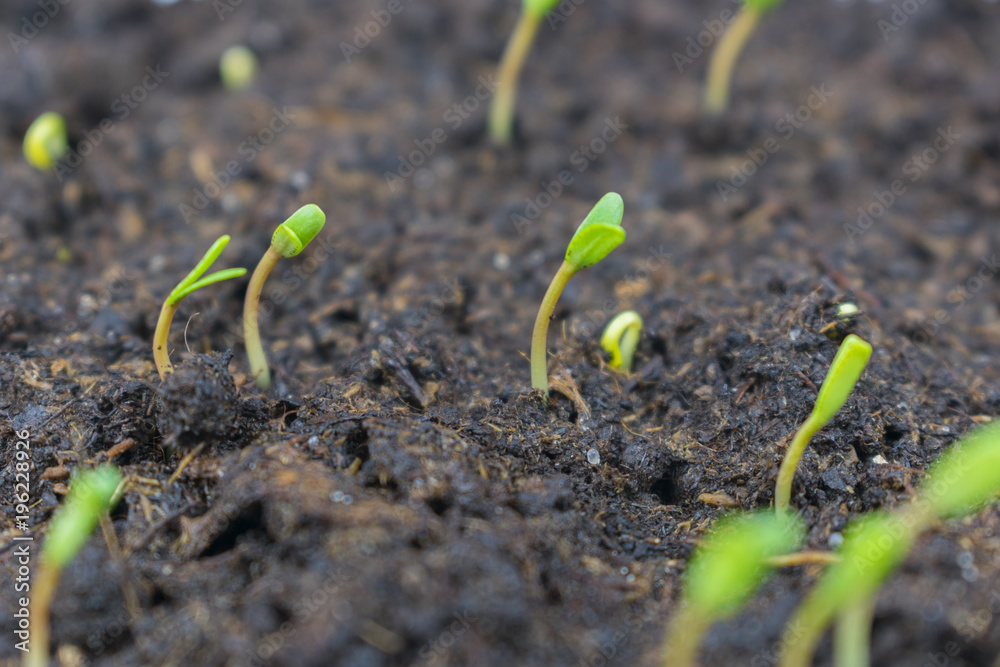 germinated sprout sprouts germinated sprout sprouts