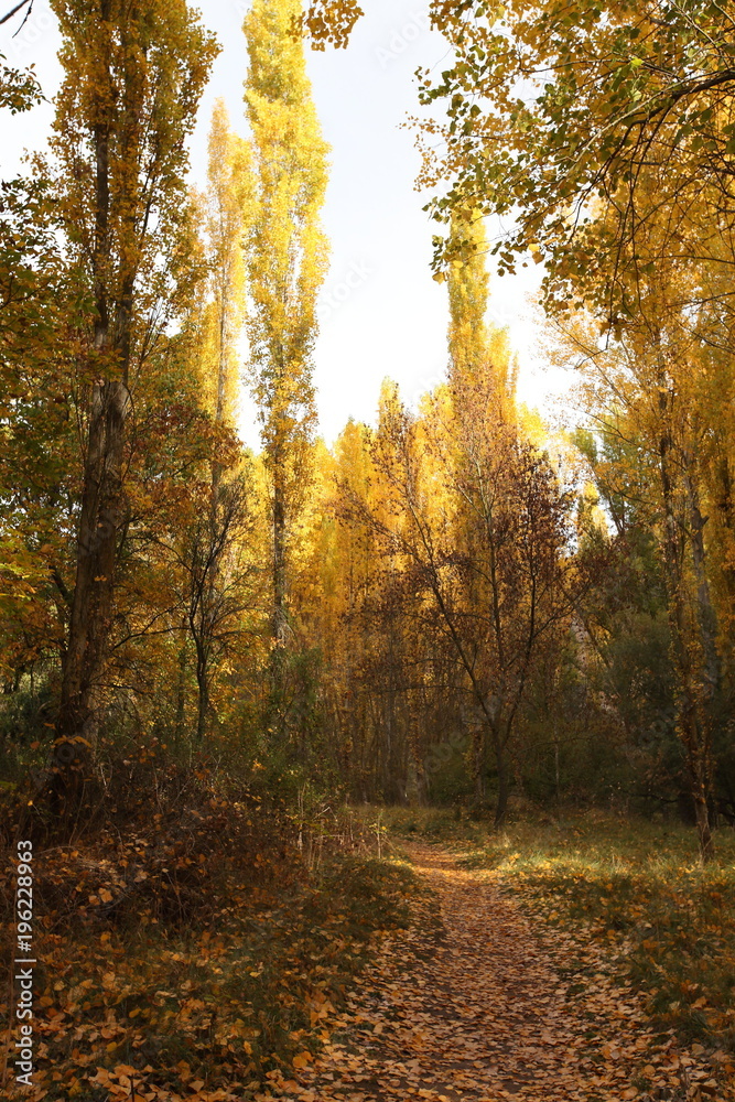 Obraz premium Paisaje Otoñal, España