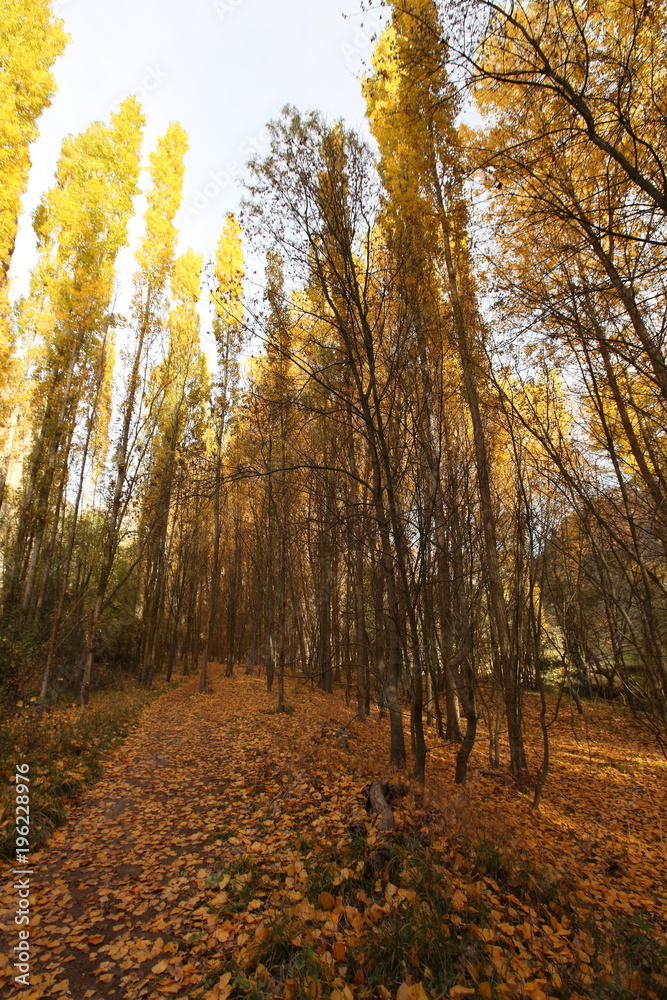 Obraz premium Bosque en otoñp