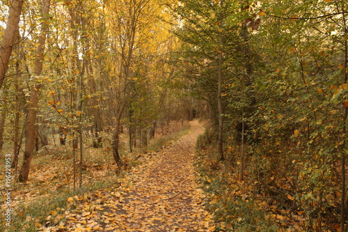 Camino de hojas de otoño © I.Casillas