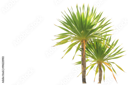 Tree with spiked leaves on white background  empty space.   With Clipping path