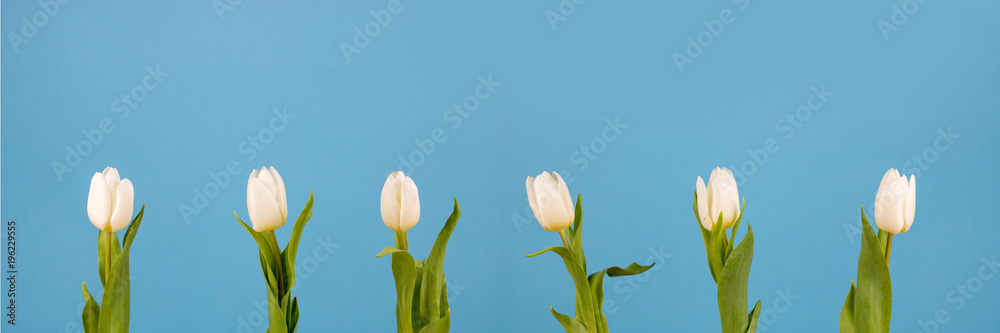 A row of white tulips with leafs and a blue background A row of white tulips with leafs and a blue background