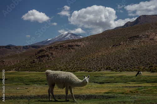 Llama's in Peru
