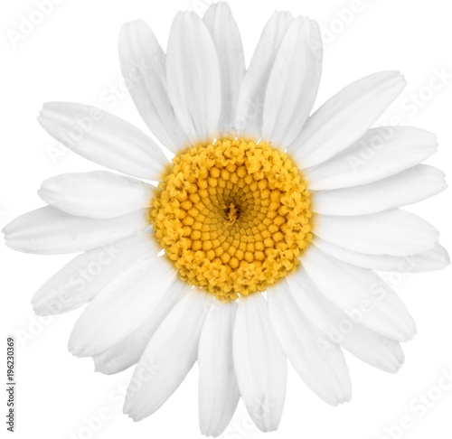 Chamomile or daisy flower - isolated
