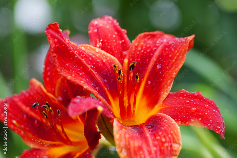 Blossom red lily flower with water drops Blossom red lily flower with water drops