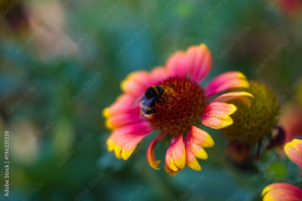 pollination by bees colorful flowers Gaillardia in the garden pollination by bees colorful flowers Gaillardia in the garden