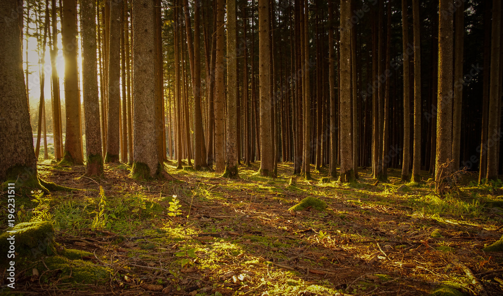letzte Sonnenstrahlen scheinen durch die Baumstämme und werfen lange Schatten
