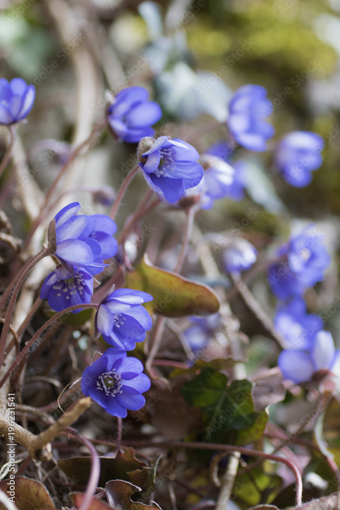 Leberblümchen im Frühling